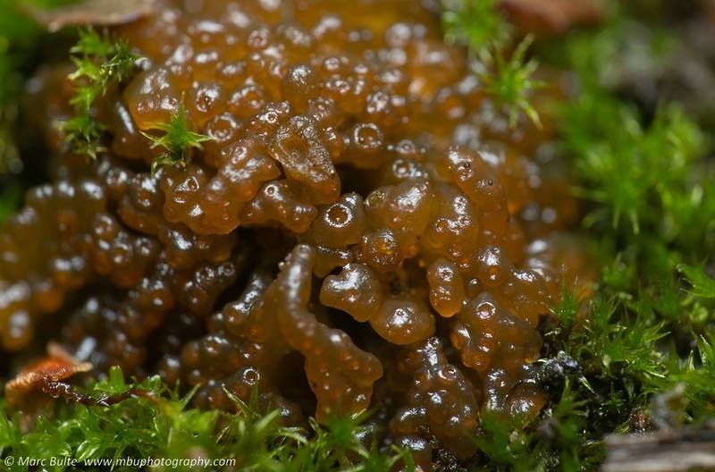 Chalaz's Lempholemma Lichen photo 4