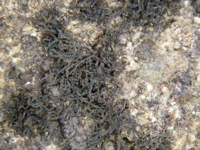 Lempholemma Lichen