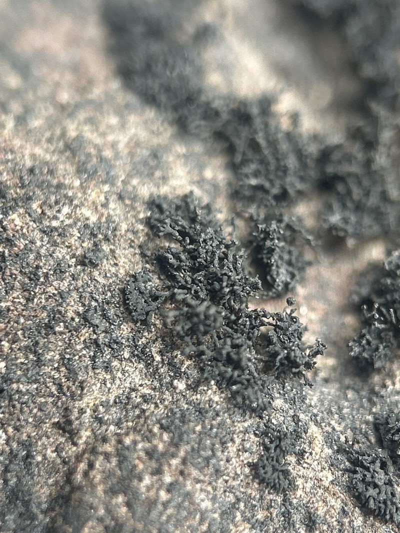 Lempholemma Lichen photo 2