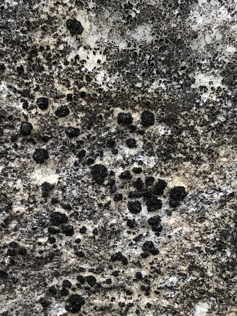 Lempholemma Lichen photo 4