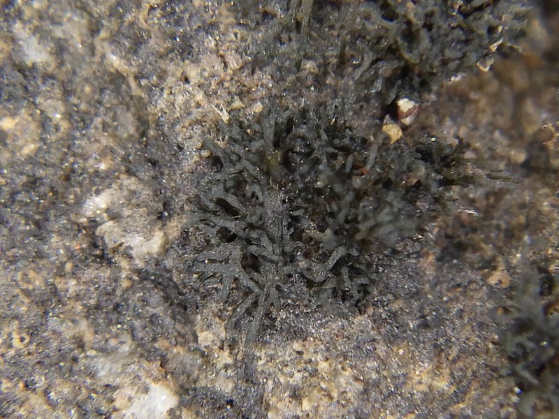 Lempholemma Lichen photo 5