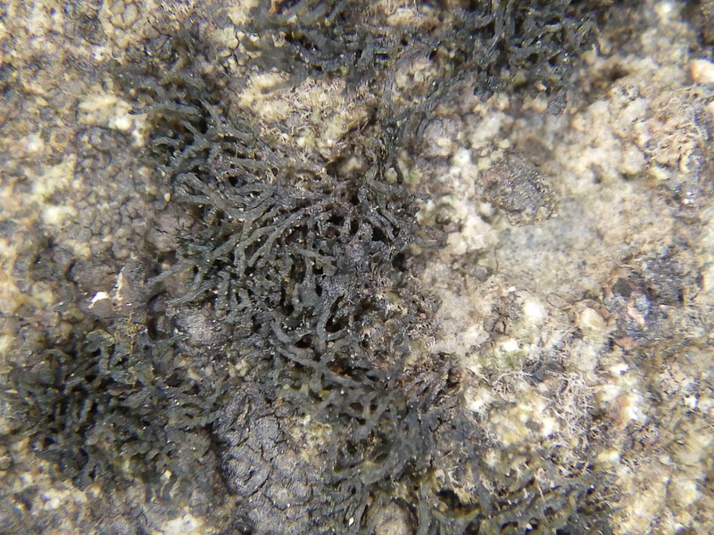 Lempholemma Lichen photo 6