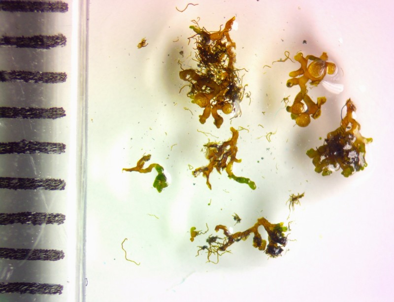 Lempholemma Lichen photo 8
