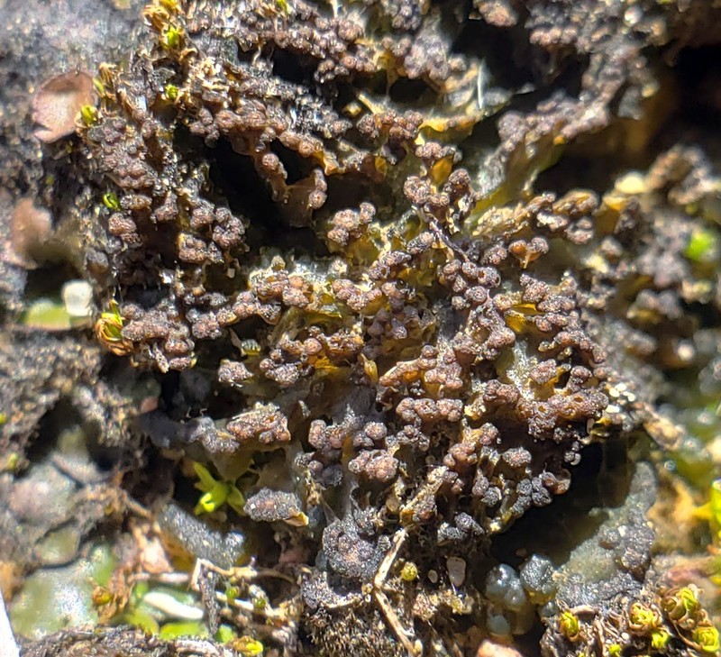 Lempholemma polyanthes