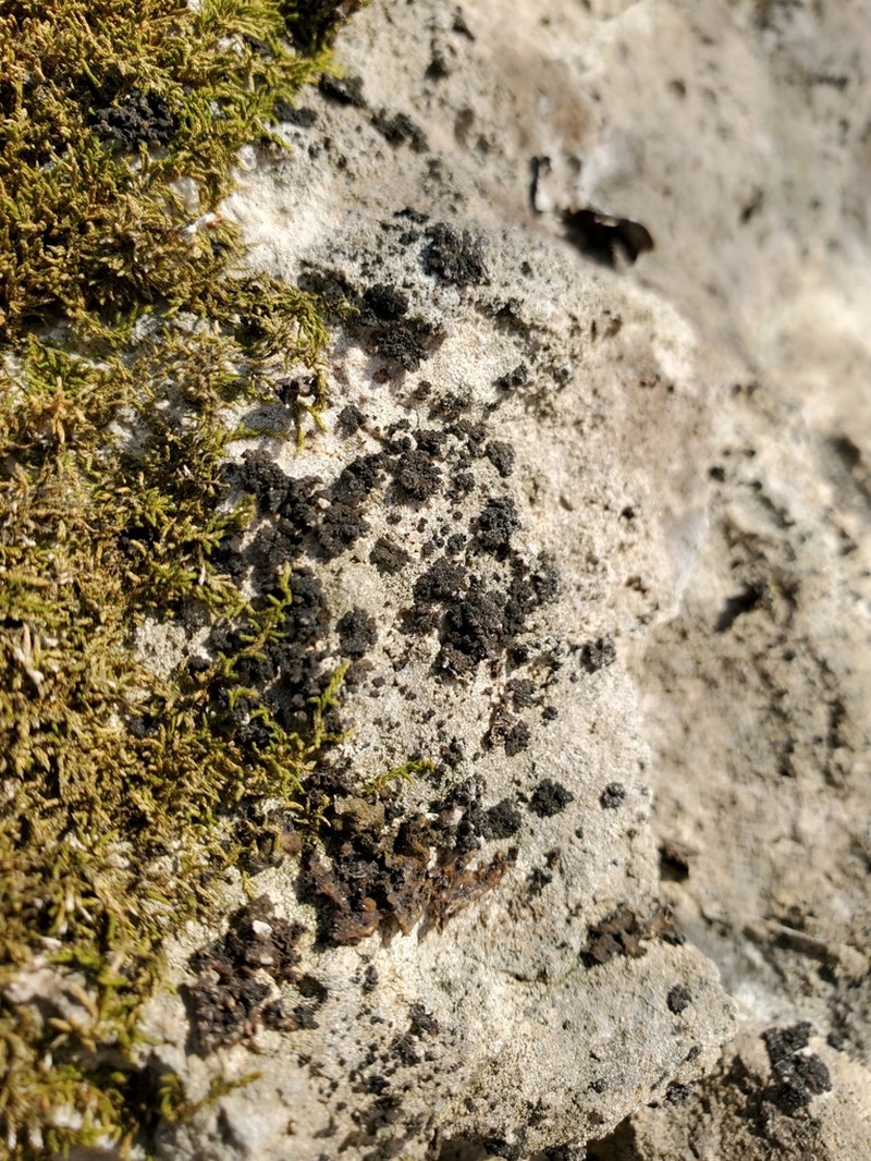 Lempholemma polyanthes photo 2