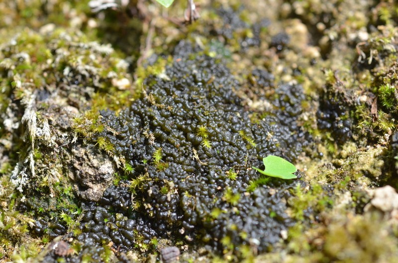 Lempholemma polyanthes photo 3
