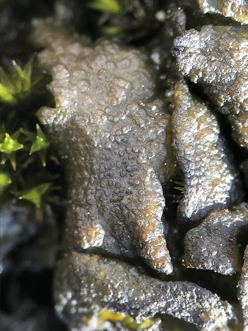 Lempholemma polyanthes photo 4