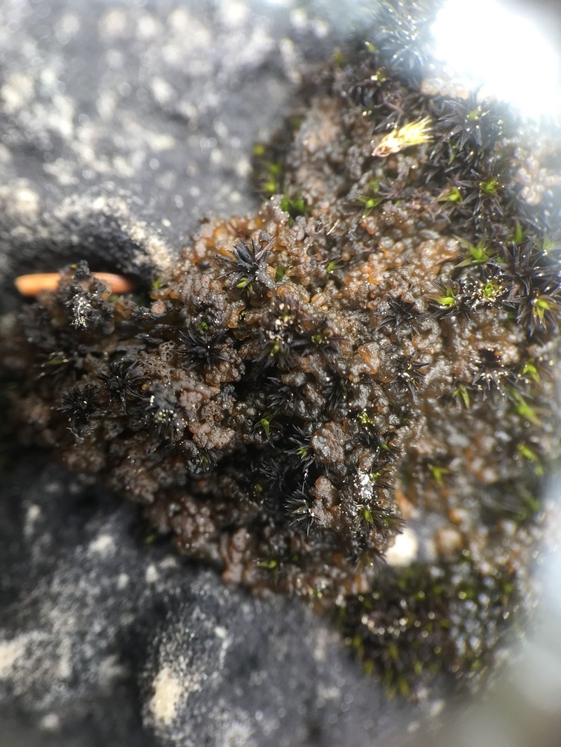 Lempholemma polyanthes photo 5