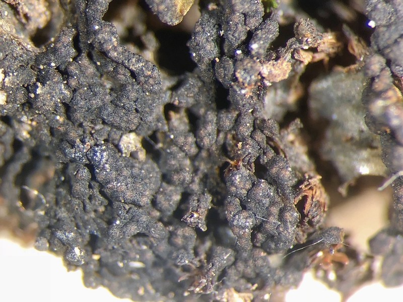Lempholemma polyanthes photo 6