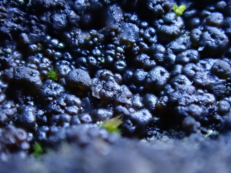 Lempholemma polyanthes photo 7