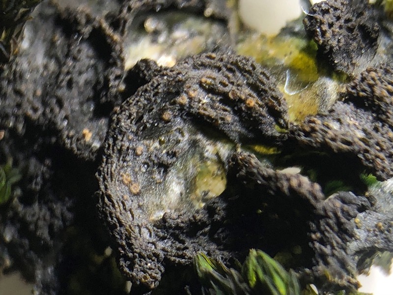 Lempholemma polyanthes photo 8