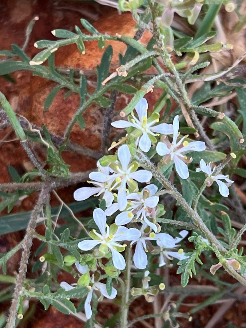 Lemphoria eremigena