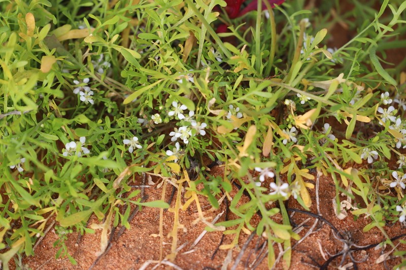 Lemphoria eremigena photo 2
