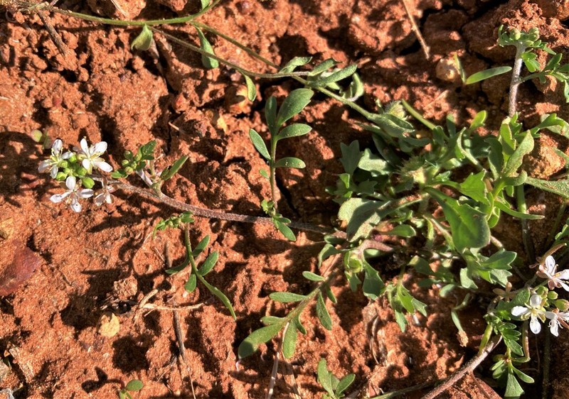 Lemphoria eremigena photo 3