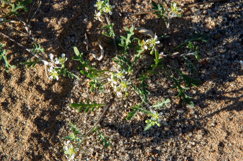 Lemphoria eremigena photo 4