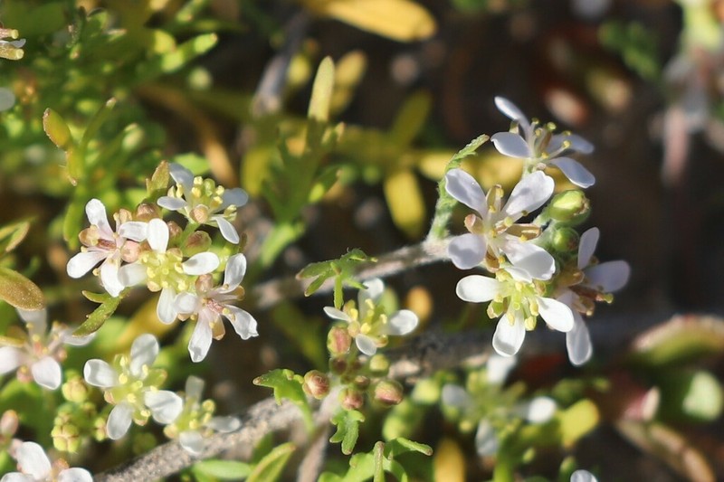 Lemphoria eremigena photo 5