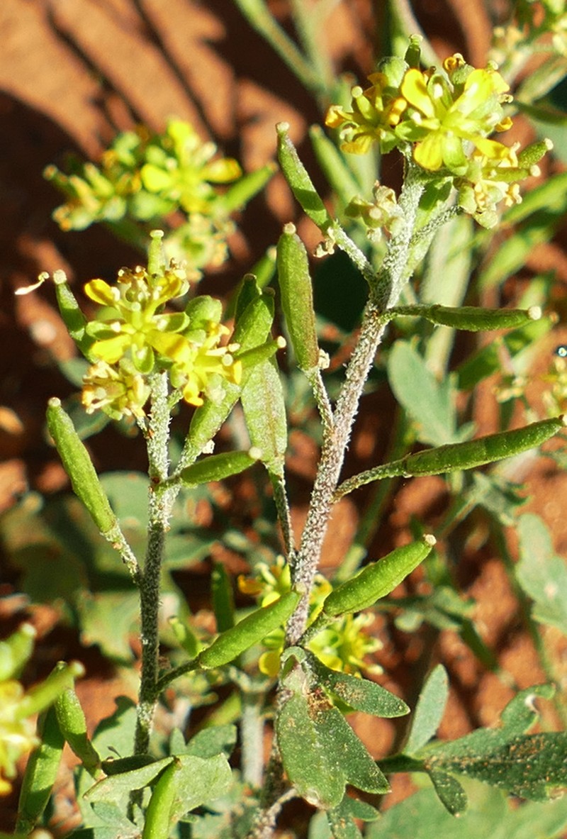 Lemphoria eremigena photo 6