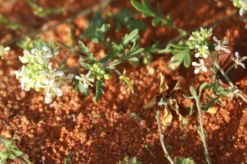 Lemphoria eremigena photo 7