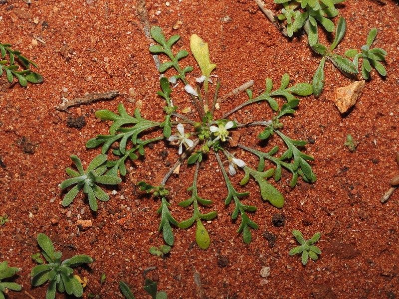 Lemphoria eremigena photo 8