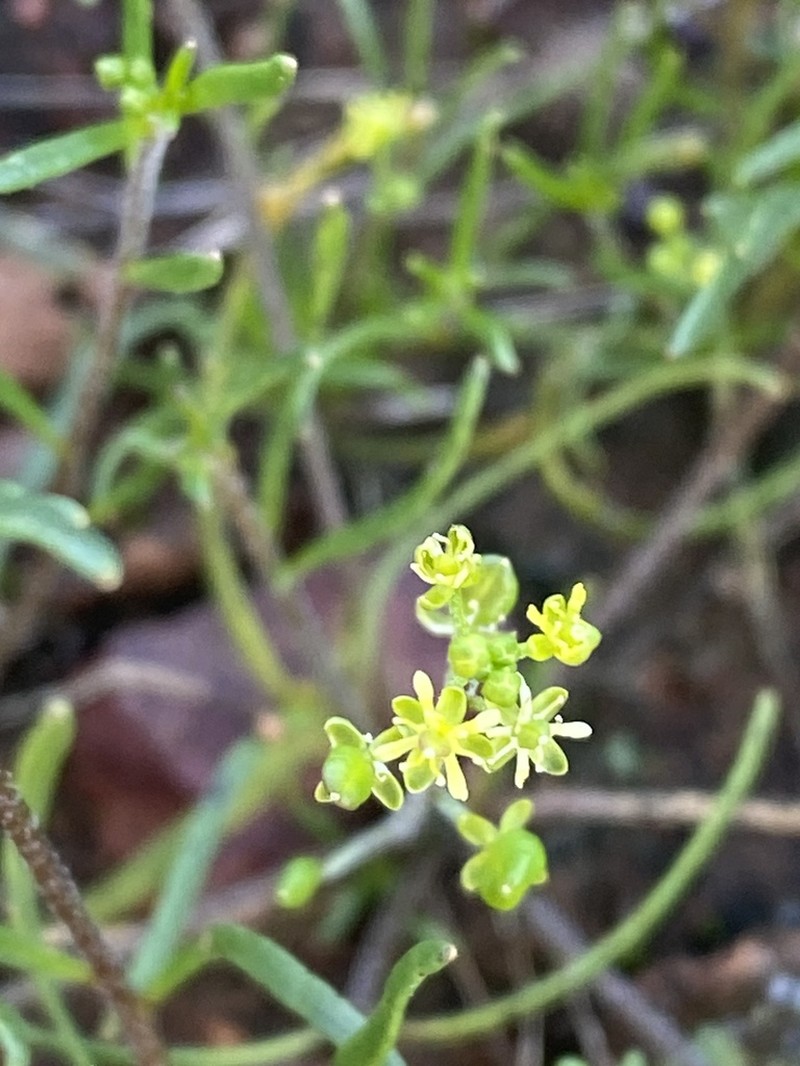 Lemphoria humistrata