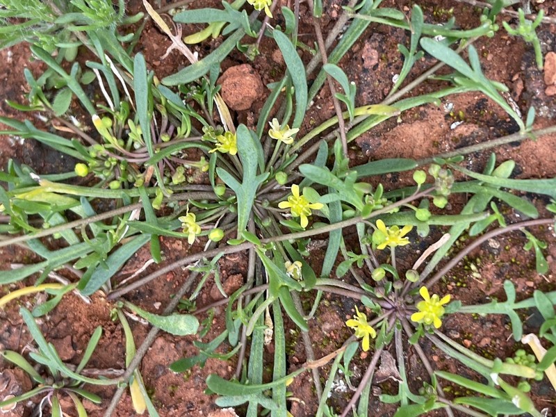 Lemphoria humistrata photo 2