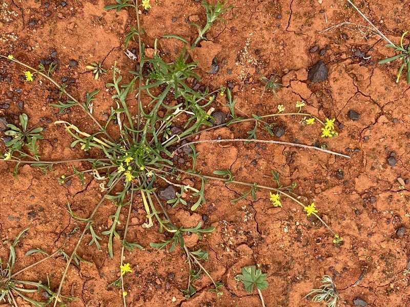 Lemphoria humistrata photo 3