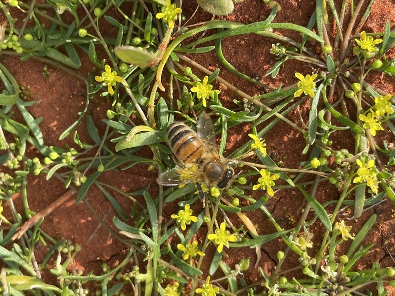 Lemphoria humistrata photo 4