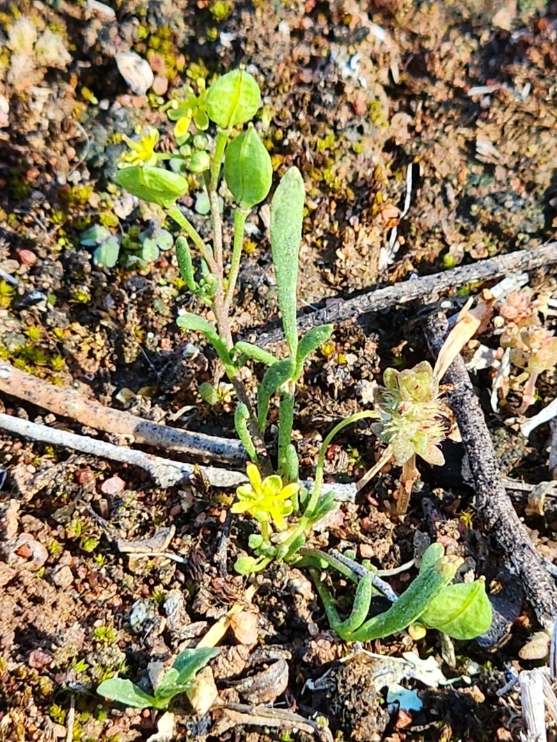 Lemphoria humistrata photo 5