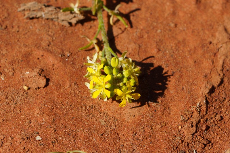 Lemphoria humistrata photo 7