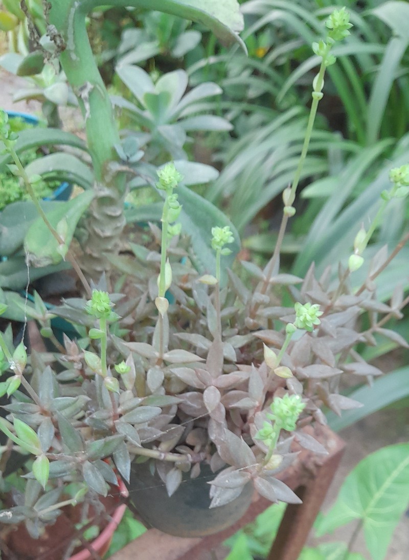 Coastal Stonecrop photo 3