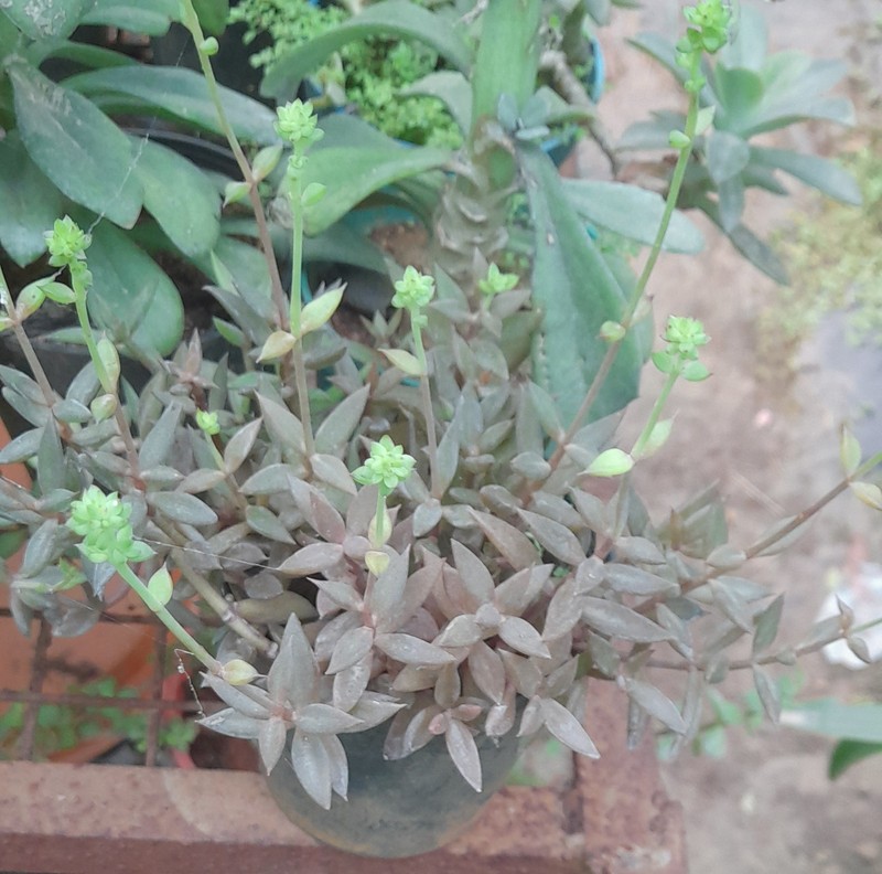 Coastal Stonecrop photo 4
