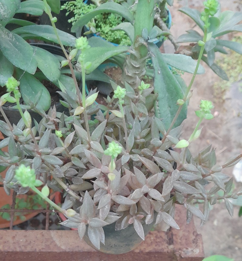 Coastal Stonecrop photo 5
