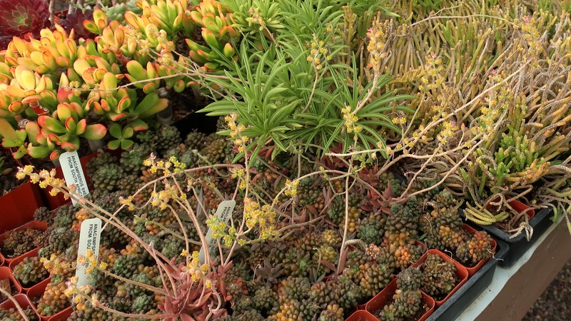 Coastal Stonecrop photo 2