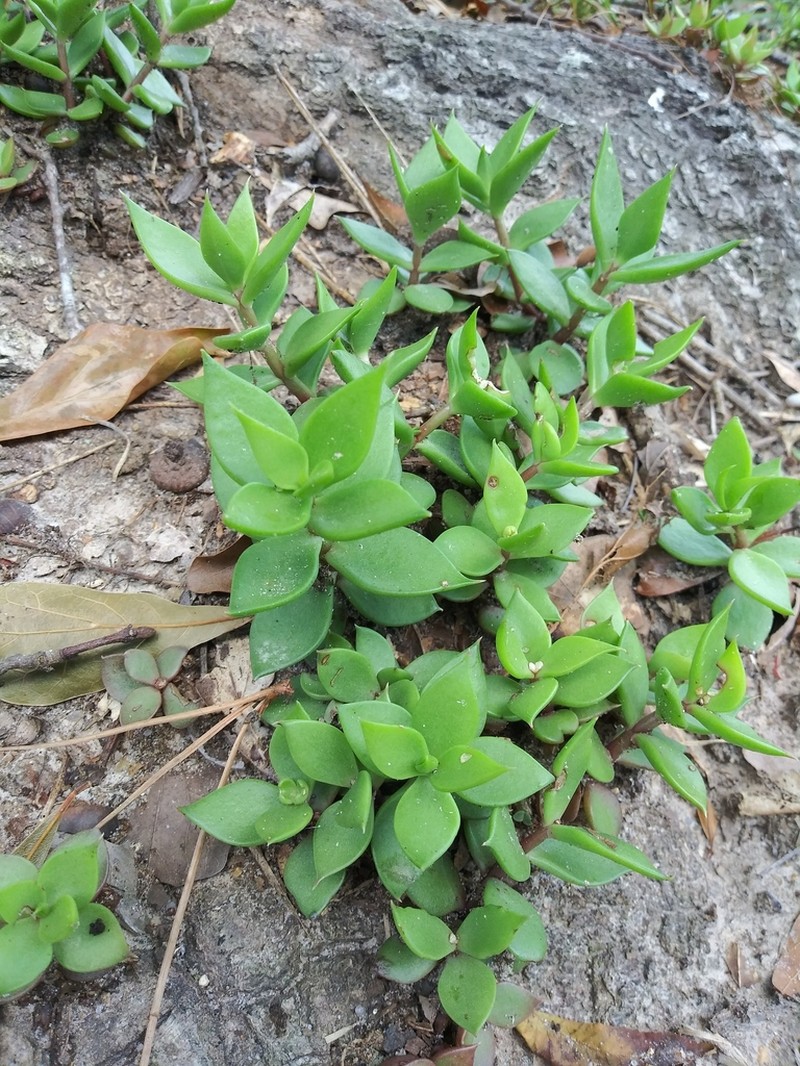 Coastal Stonecrop