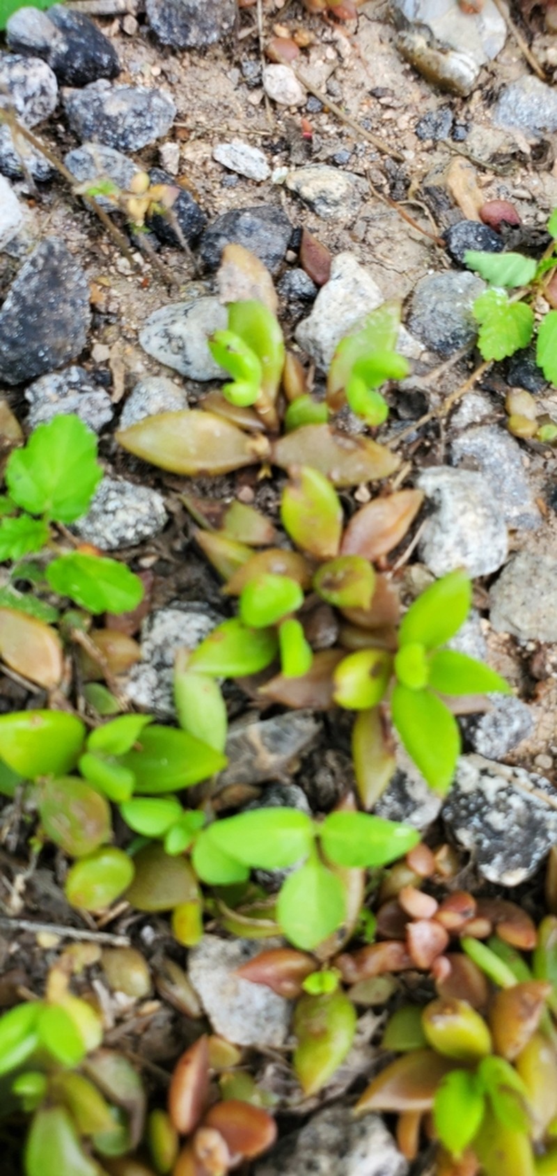 Coastal Stonecrop photo 2