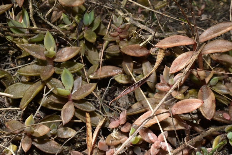 Coastal Stonecrop photo 3
