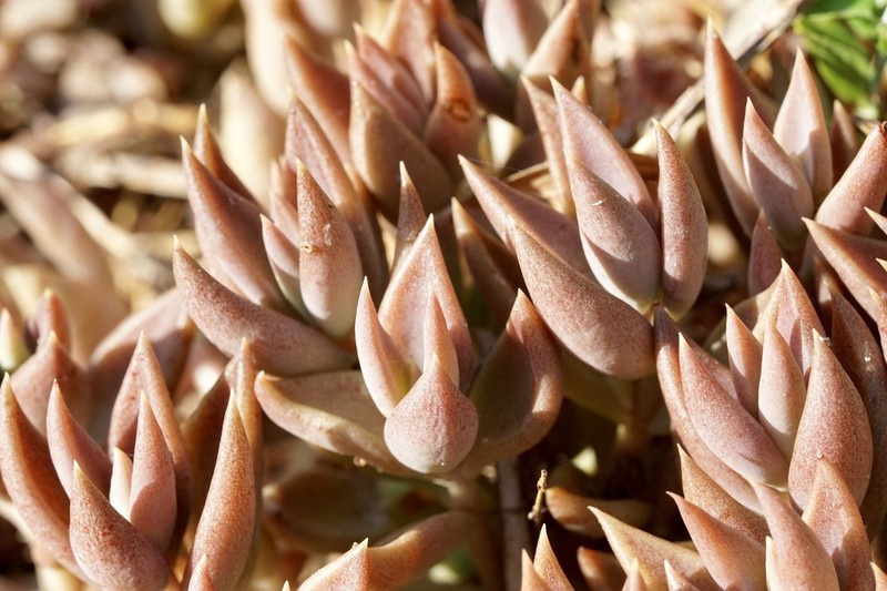 Coastal Stonecrop photo 4