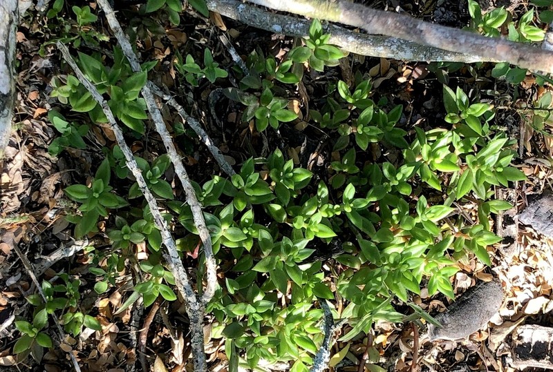 Coastal Stonecrop photo 5