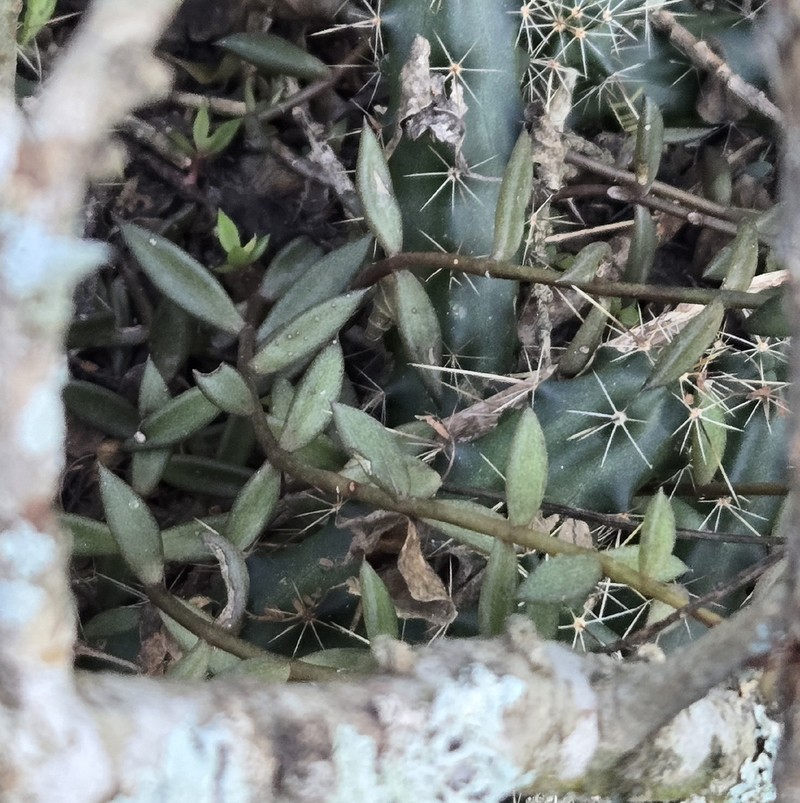 Coastal Stonecrop photo 6
