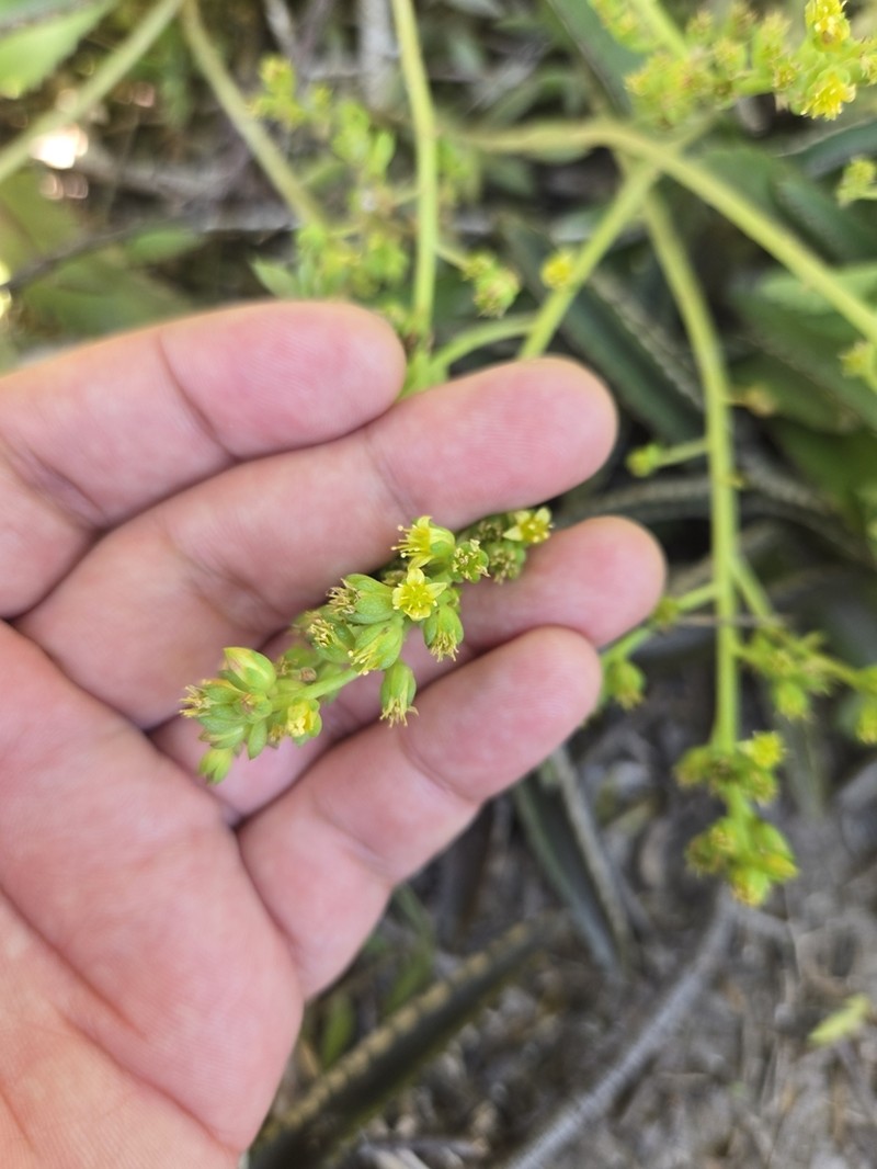 Coastal Stonecrop photo 7