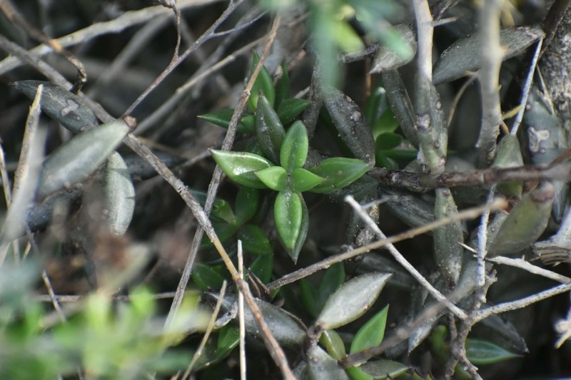Coastal Stonecrop photo 8