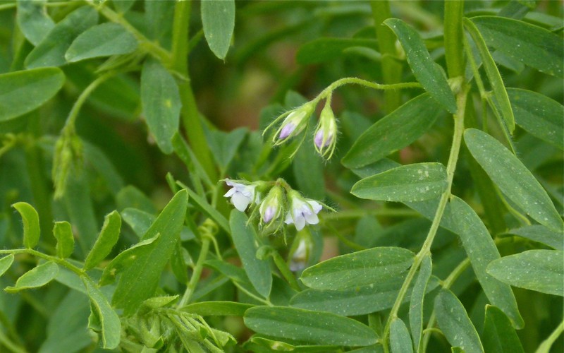 Lentil photo 4