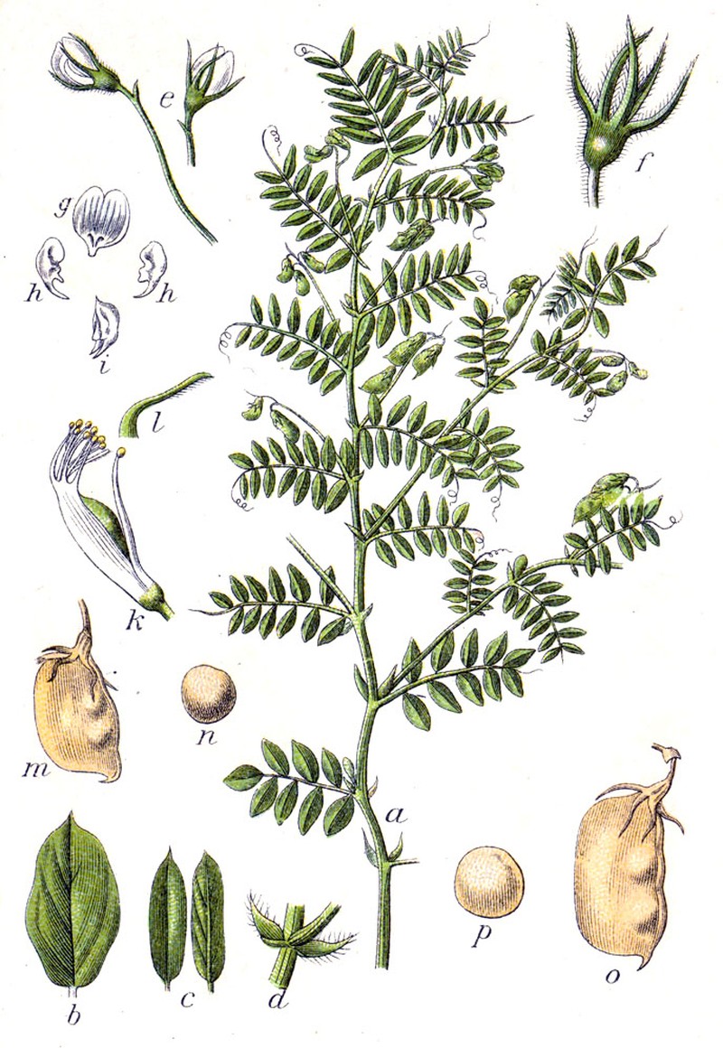 Lentil photo 2
