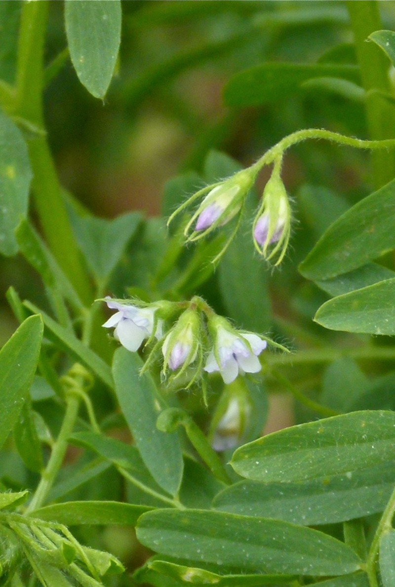 Lentil photo 3
