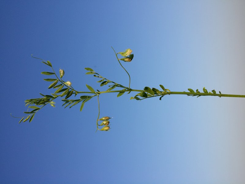 Lentil photo 6