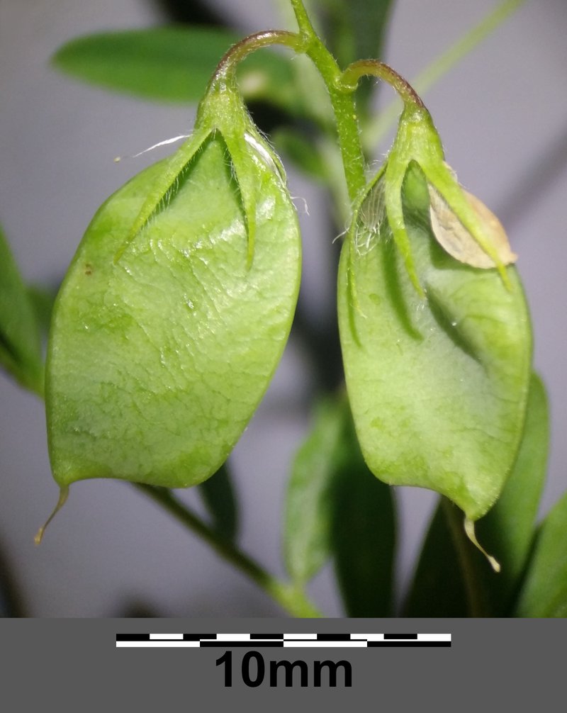 Lentil photo 7