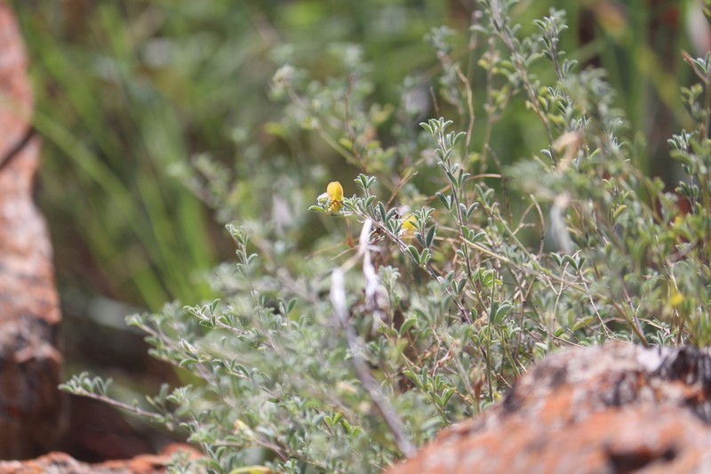 Leobordea acuticarpa