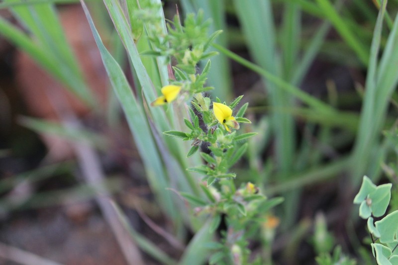Leobordea acuticarpa photo 2