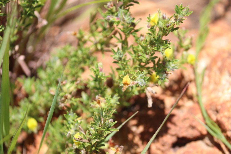 Leobordea acuticarpa photo 3