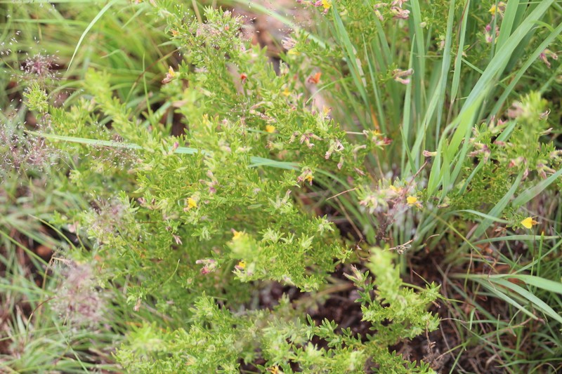 Leobordea acuticarpa photo 4